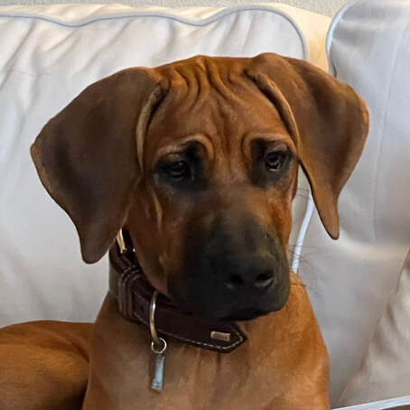 Youma, Therapiehund in Ausbildung bei Ruth Ulses Logopädie.